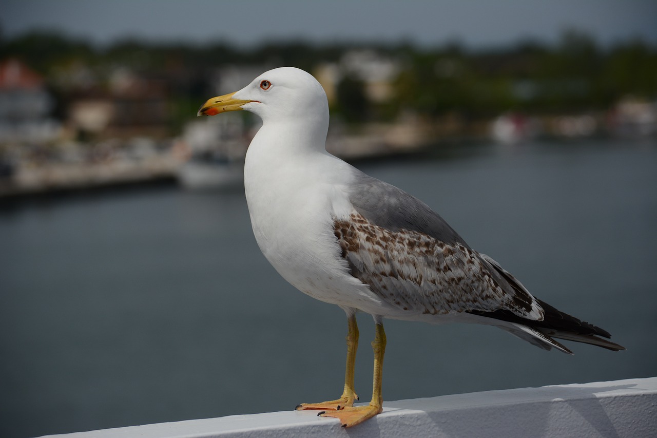 seagull gull bird free photo