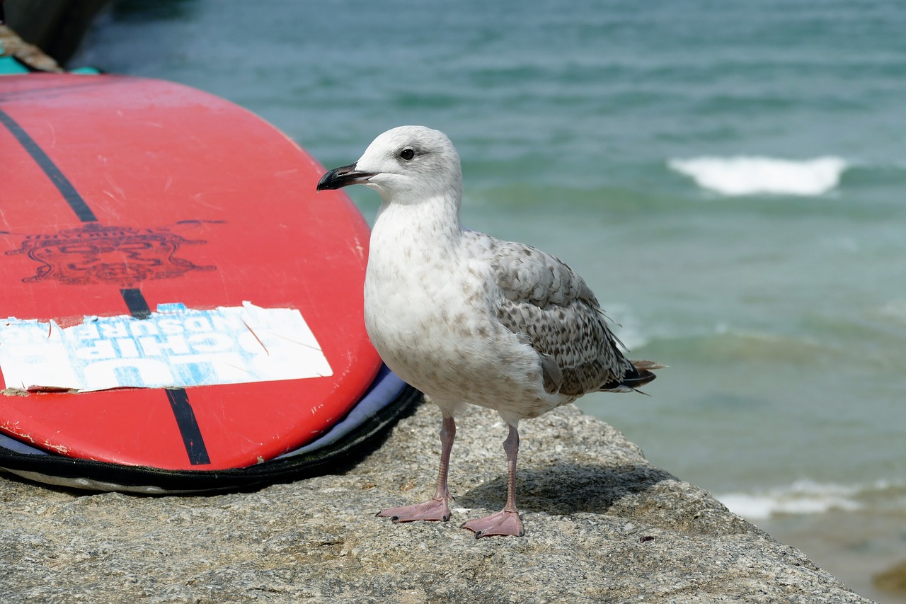 seagull bird animal free photo