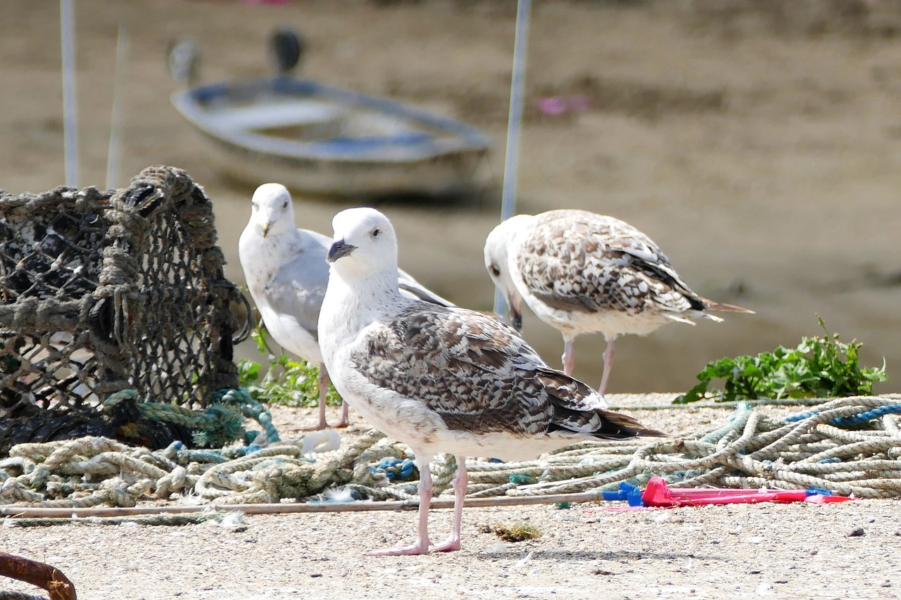 seagull birds nature free photo