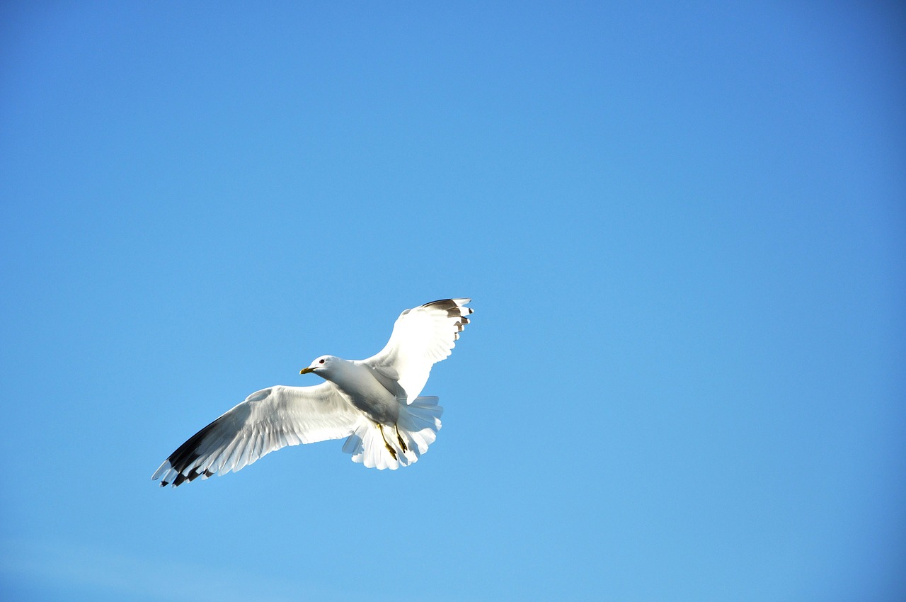 seagull flying blue-sky free photo