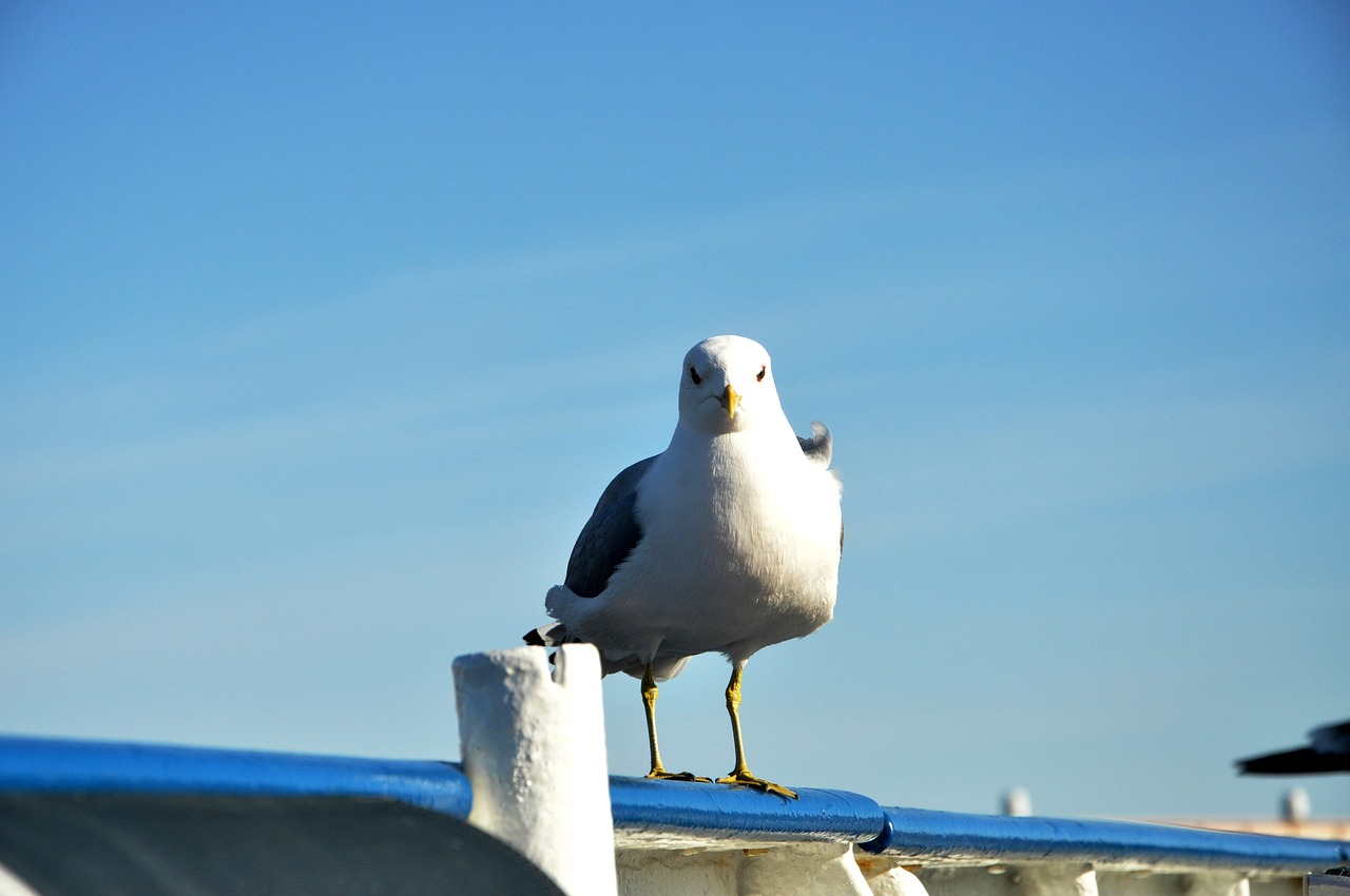 seagull blue-sky blue free photo