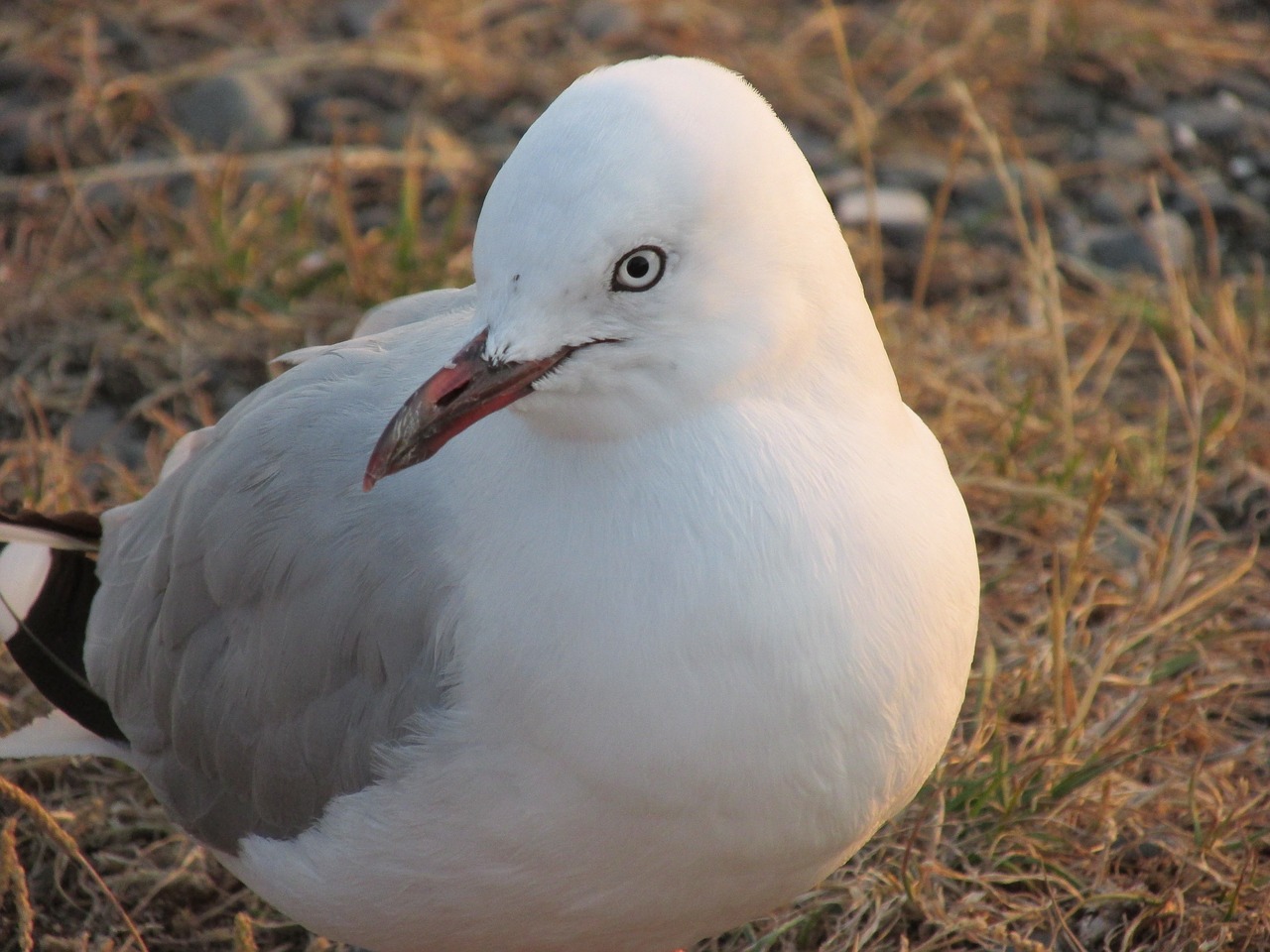 seagull birds wildlife free photo