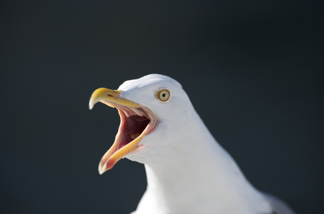 seagull norway hurtigruten free photo