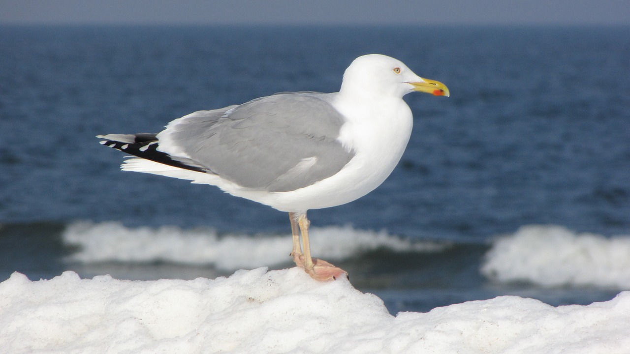 seagull beach sea free photo