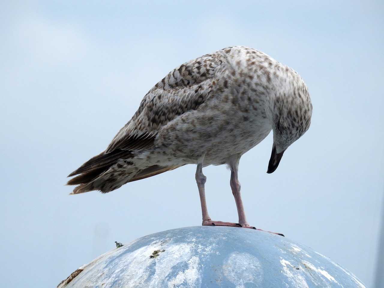 seagull sea sea ​​bird free photo