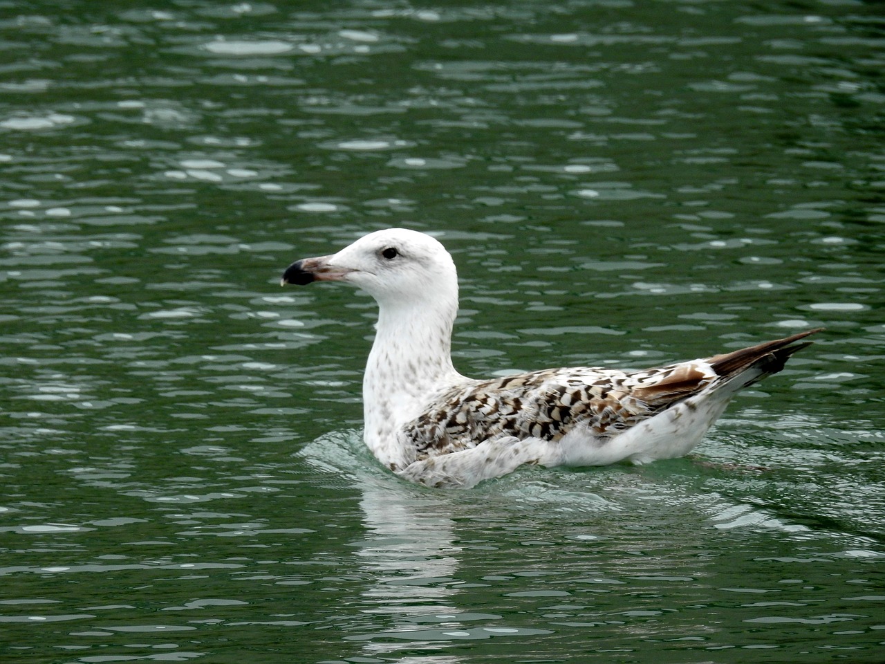 seagull birds sea ​​bird free photo