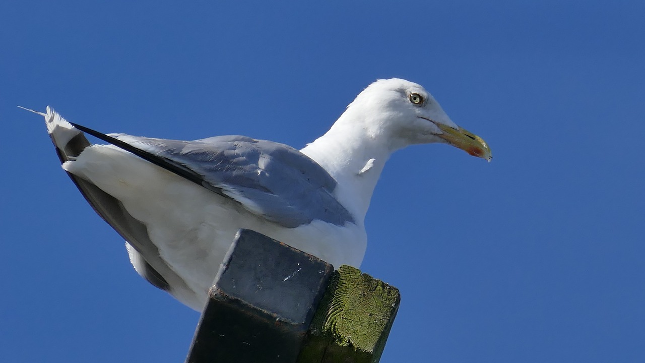 seagull animal bird free photo