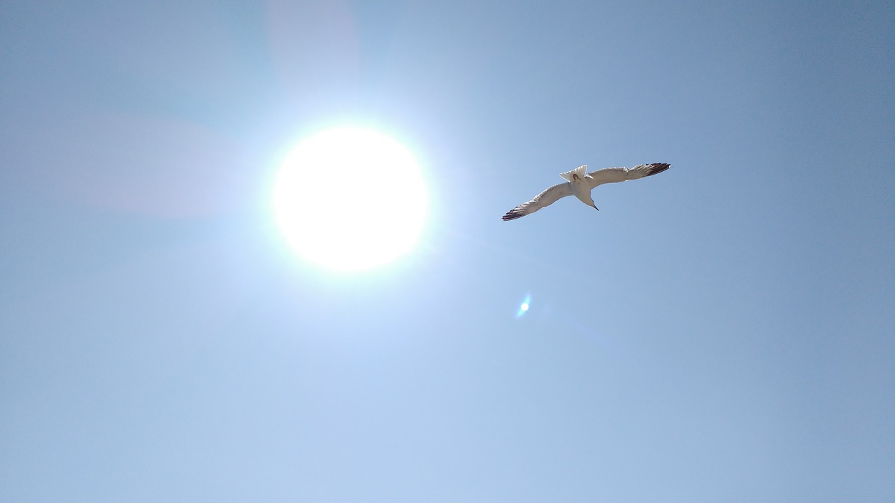 seagull sol sky free photo