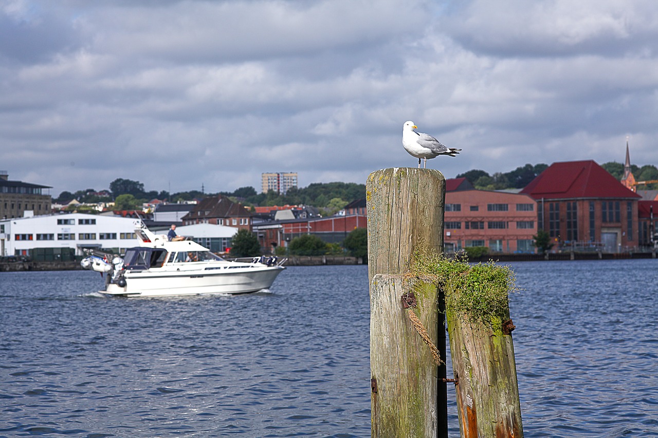 seagull bollard maritime free photo