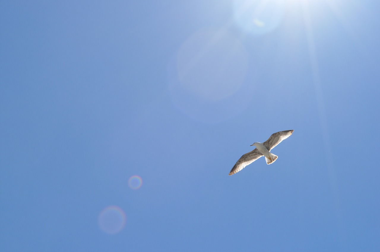 seagull holiday beach free photo