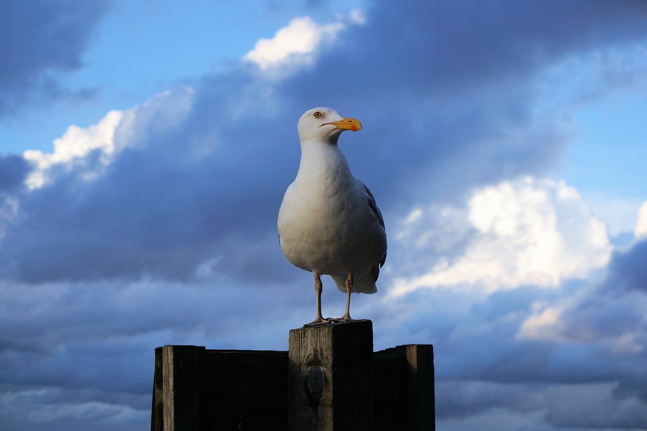 seagull seevogel baltic sea free photo