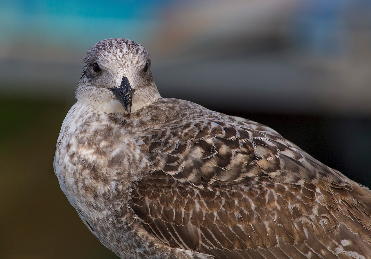 seagull ave feathers free photo