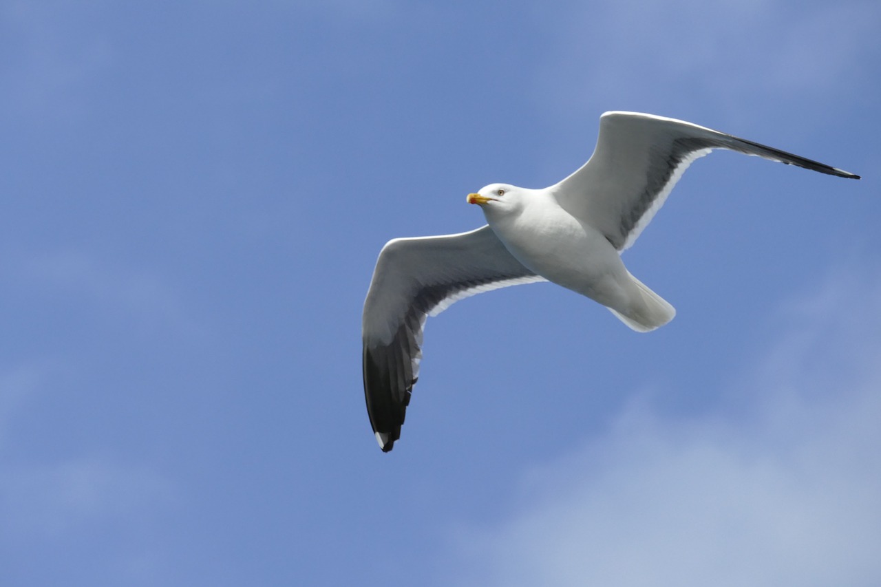 seagull sea bird free photo