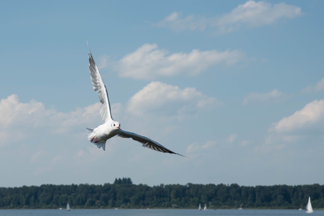 seagull bird water bird free photo