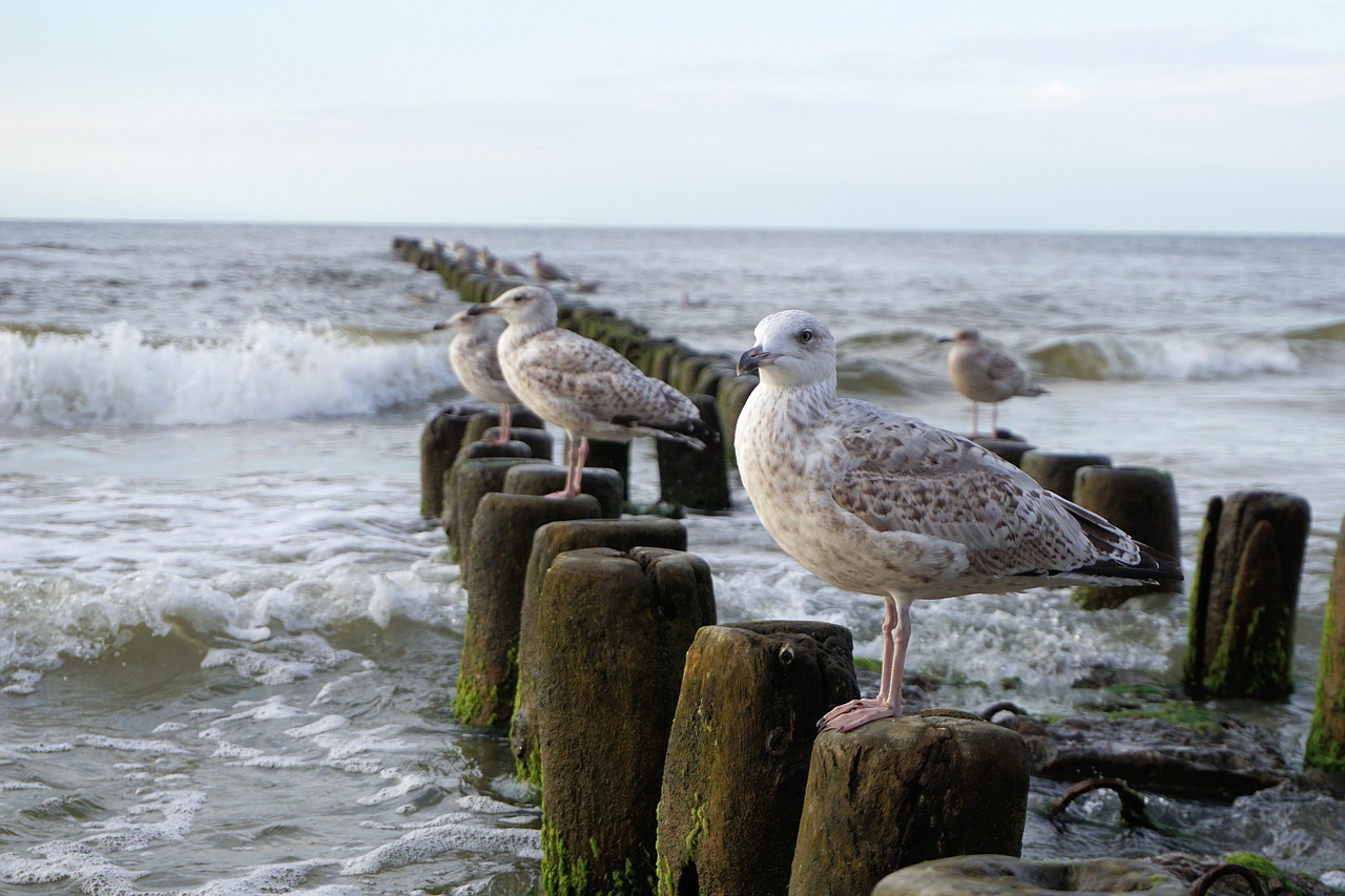 seagull baltic sea sea free photo