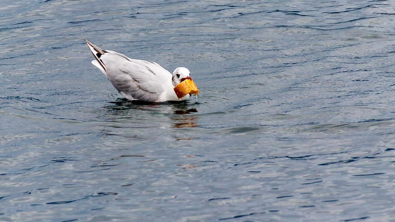 seagull bird water bird free photo