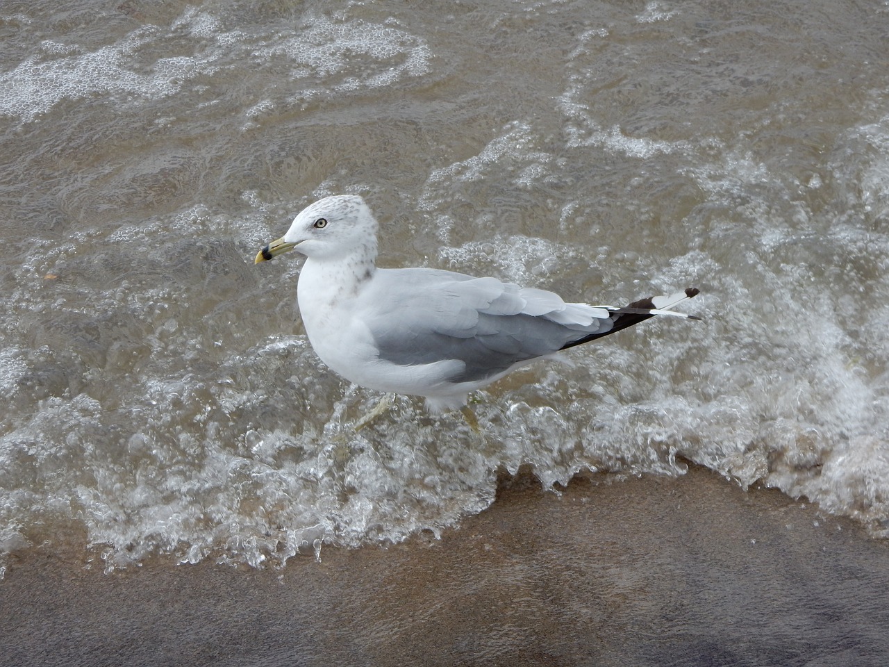 seagull wave profile free photo
