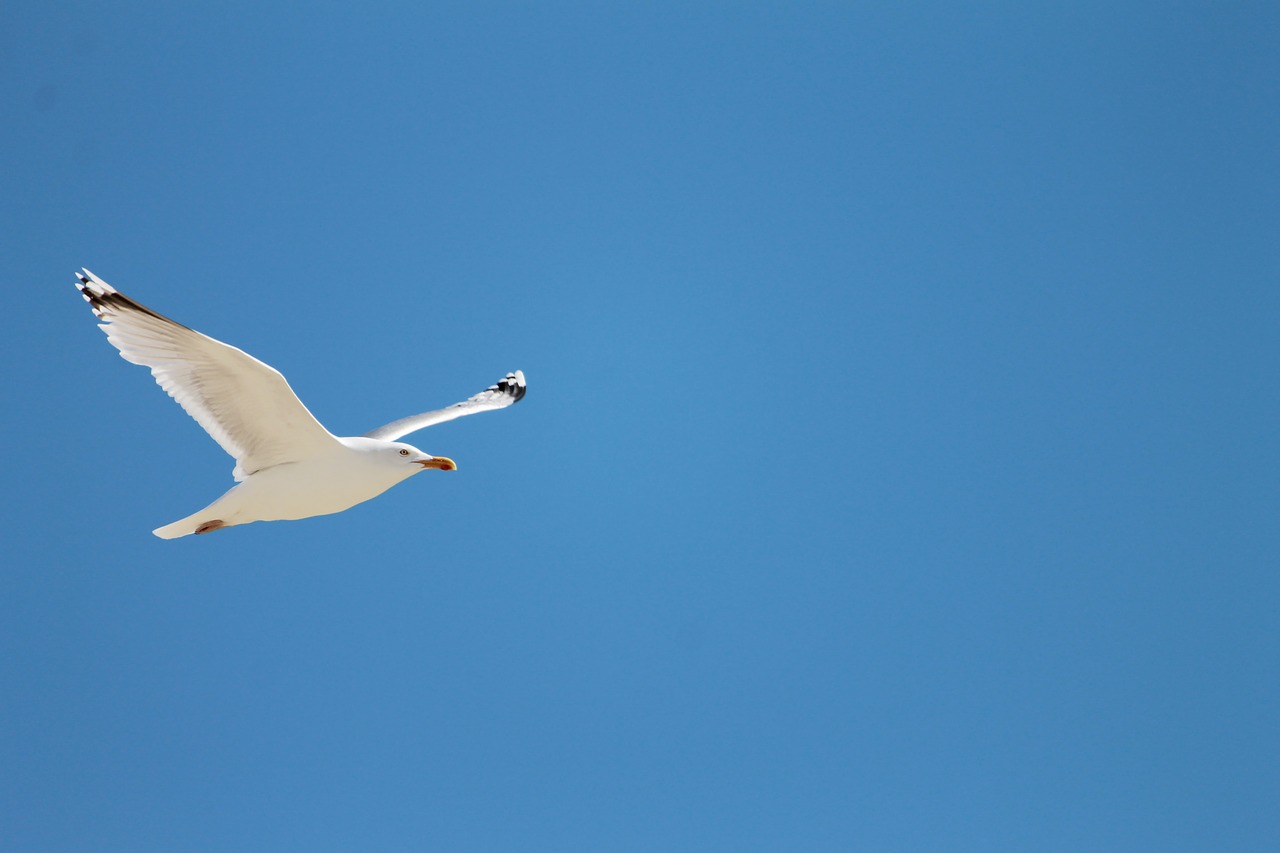 seagull sea fly free photo