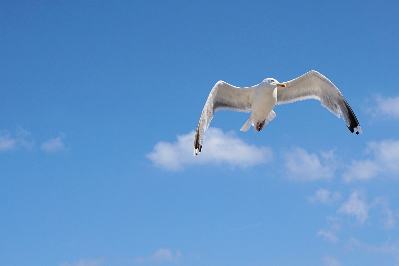 seagull baltic sea fly free photo