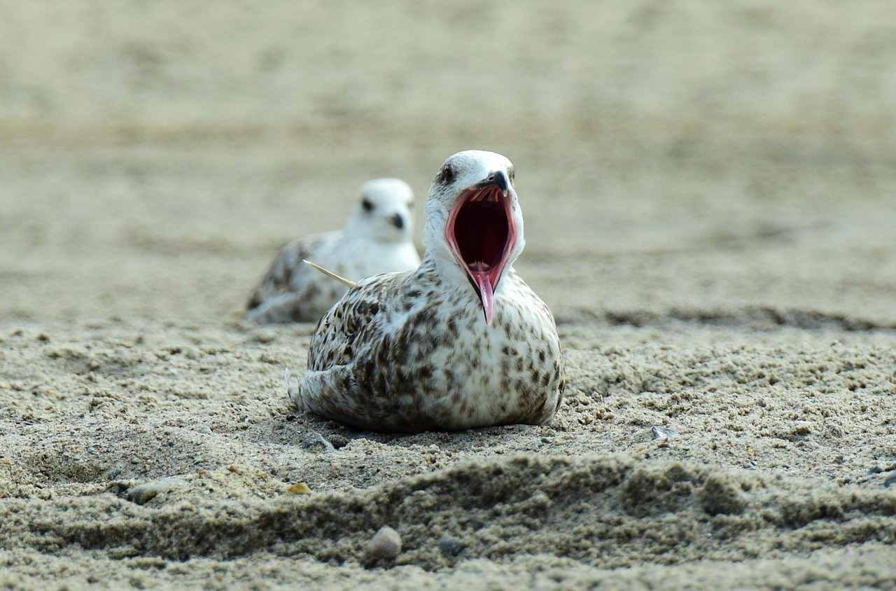 seagull beach yawn free photo