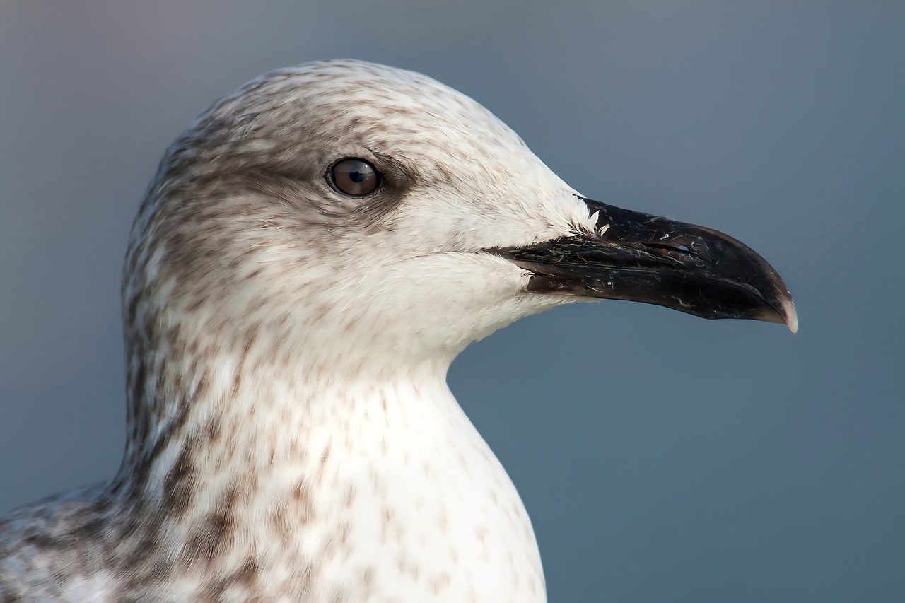 seagull ave bird free photo