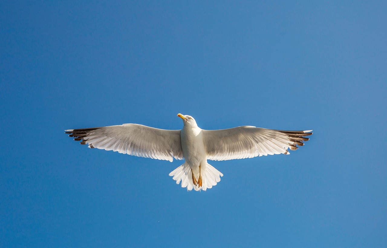 seagull ave flight free photo