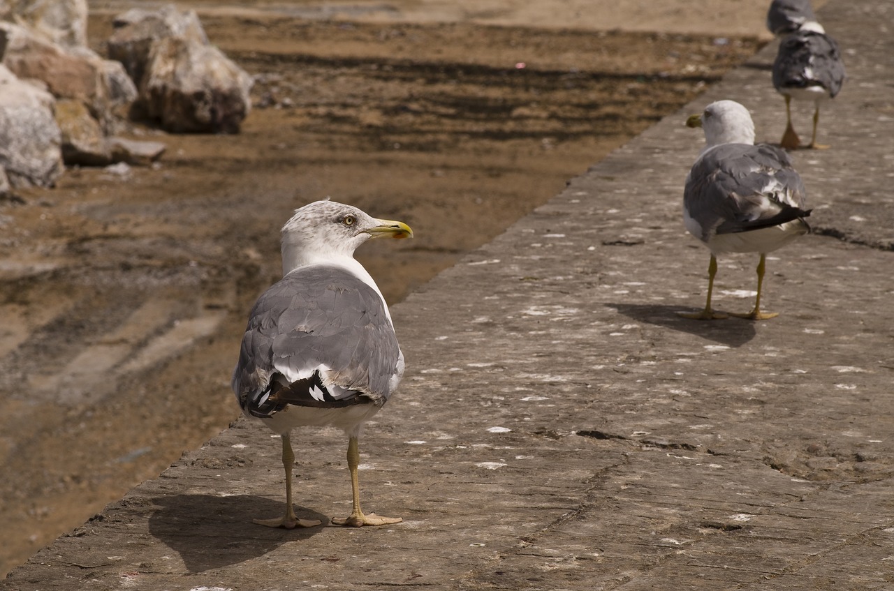 seagull sea atlantic free photo