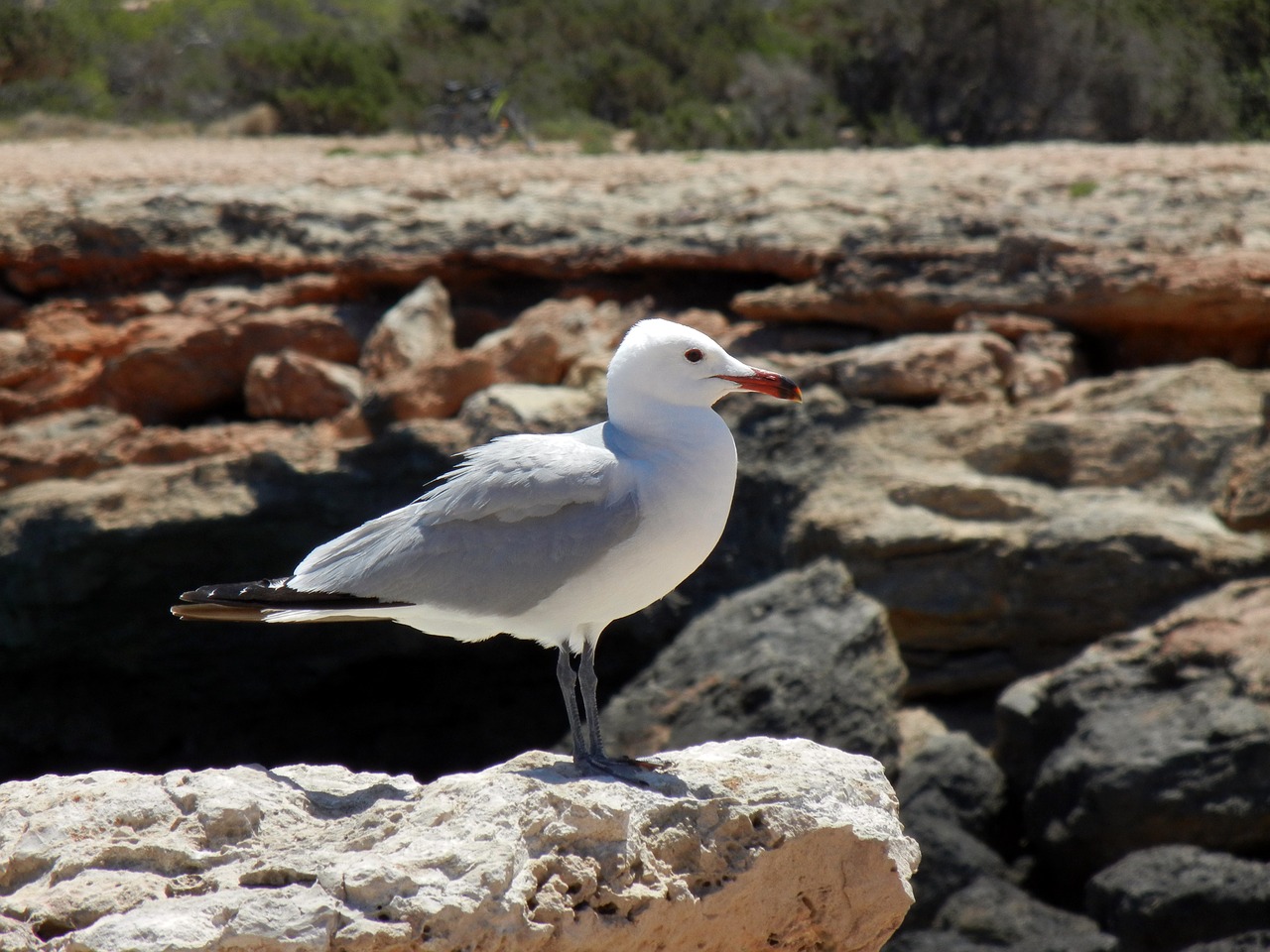 seagull sea ibiza free photo