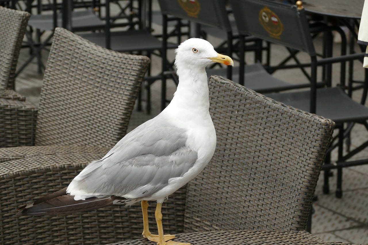 seagull seevogel bird free photo