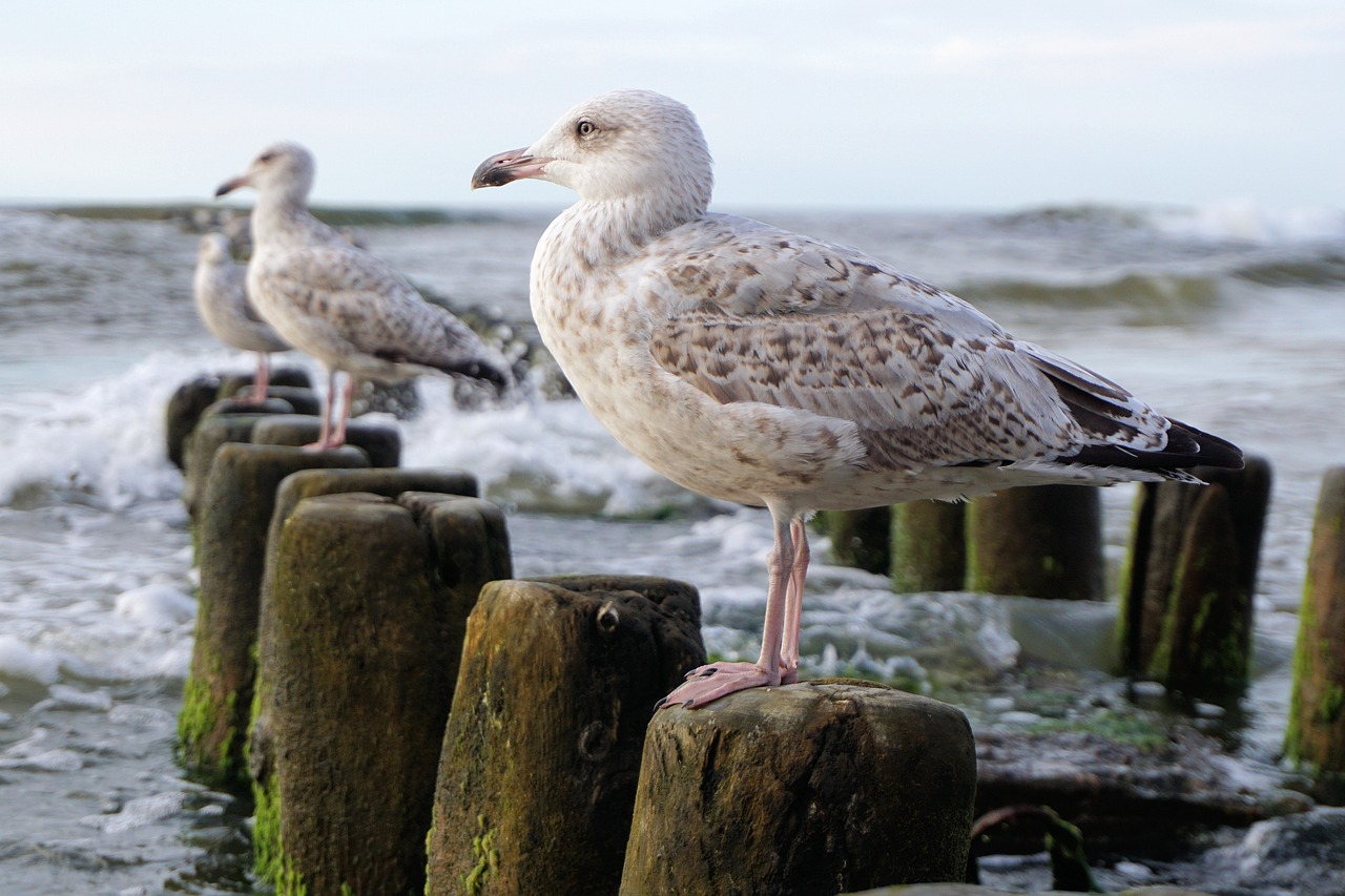 seagull baltic sea sea free photo