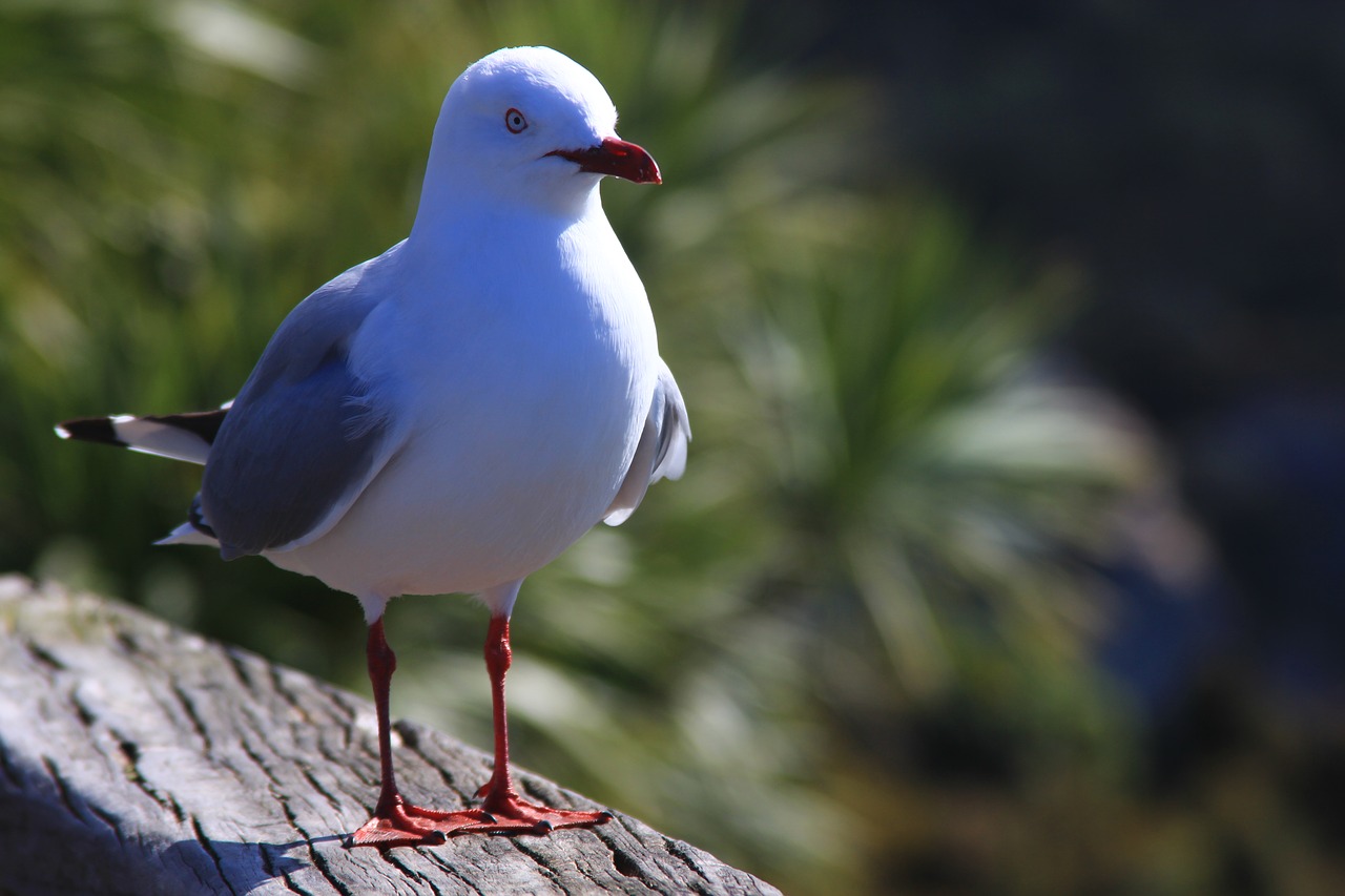 seagull beach sea free photo