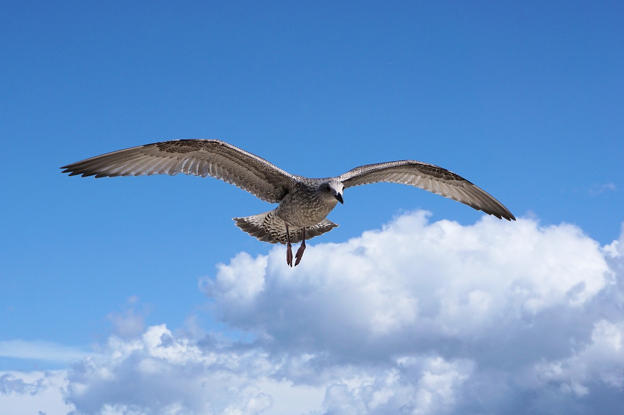 seagull baltic sea sea free photo