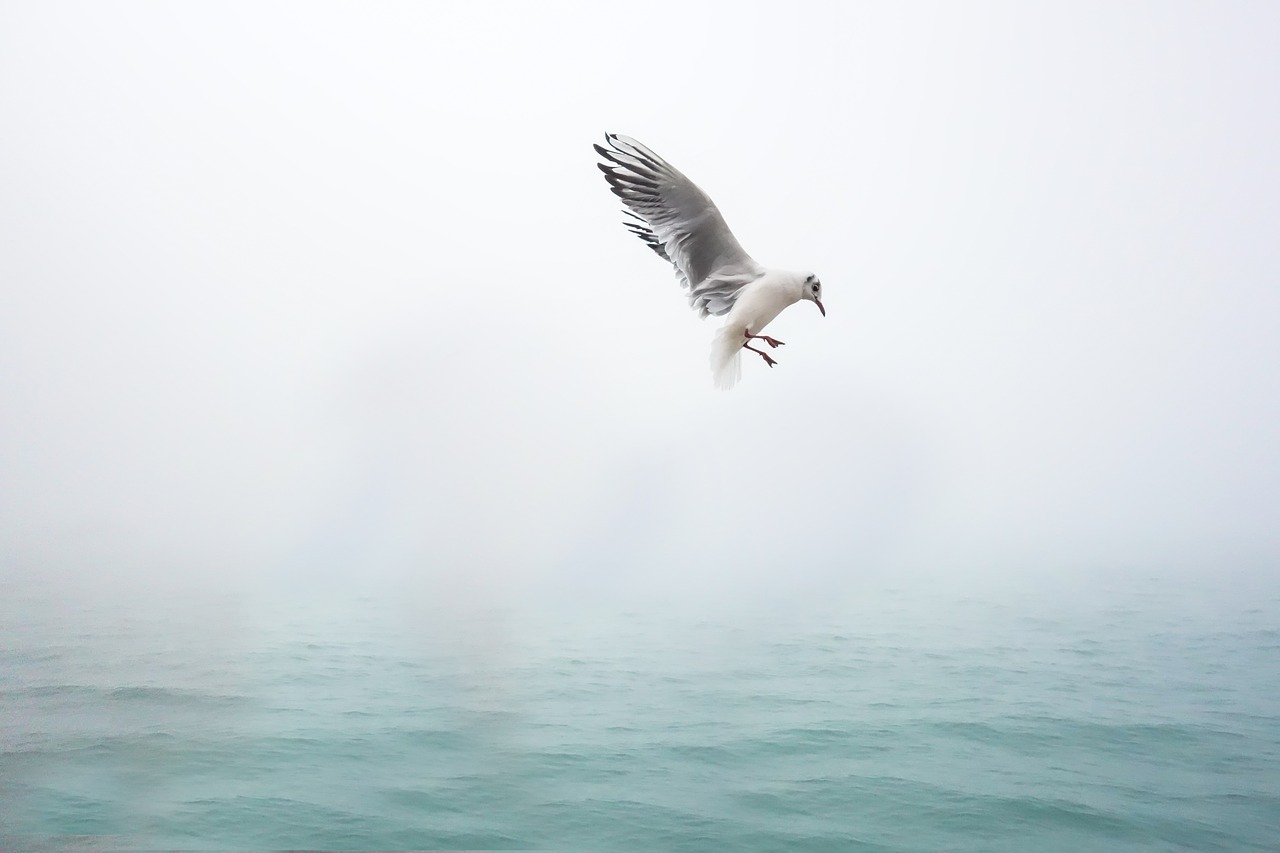 seagull bird sea free photo