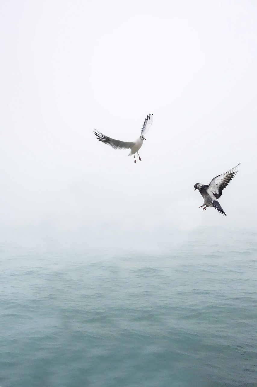 seagull dove wing free photo