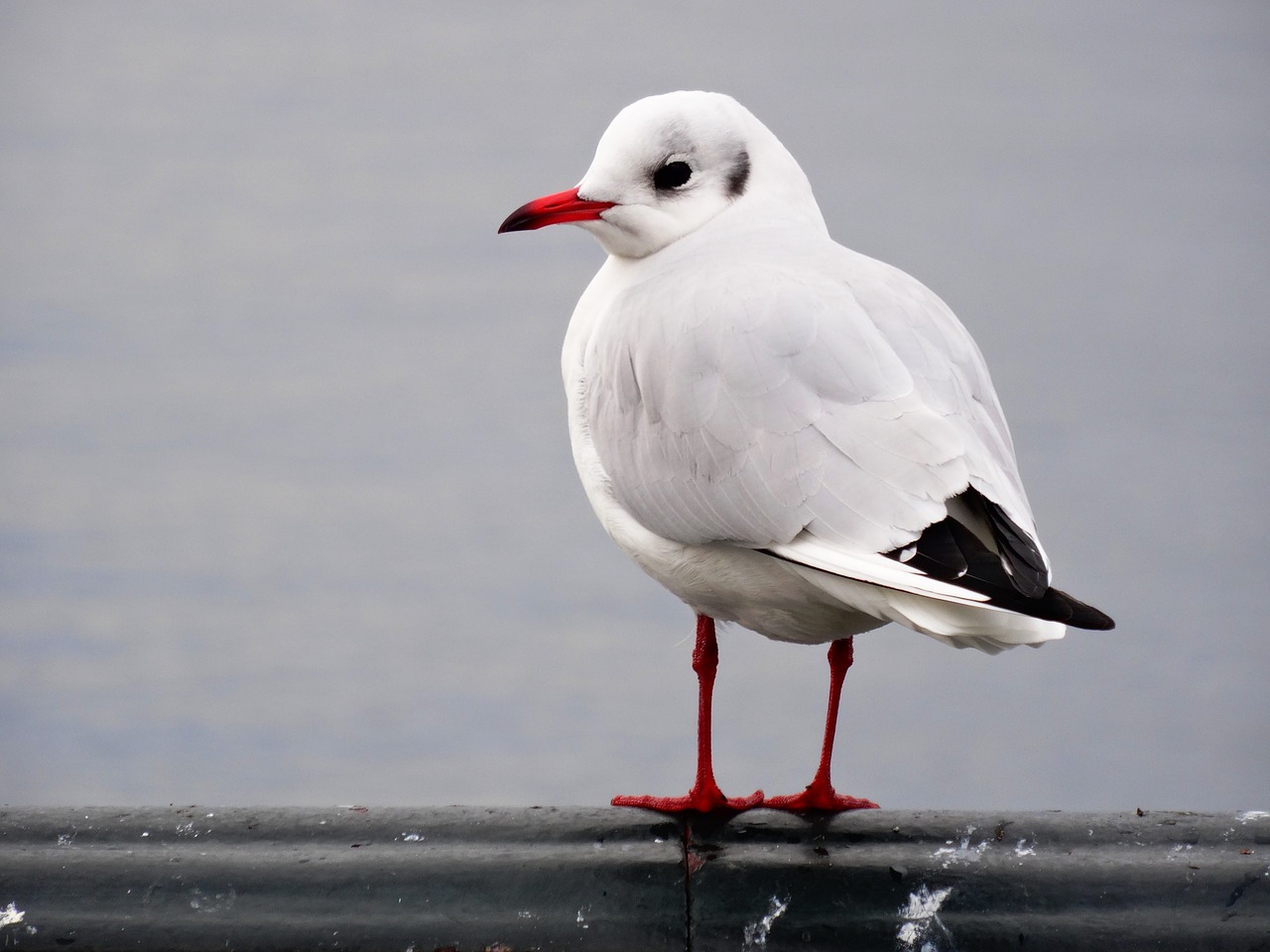 seagull bird portrait free photo