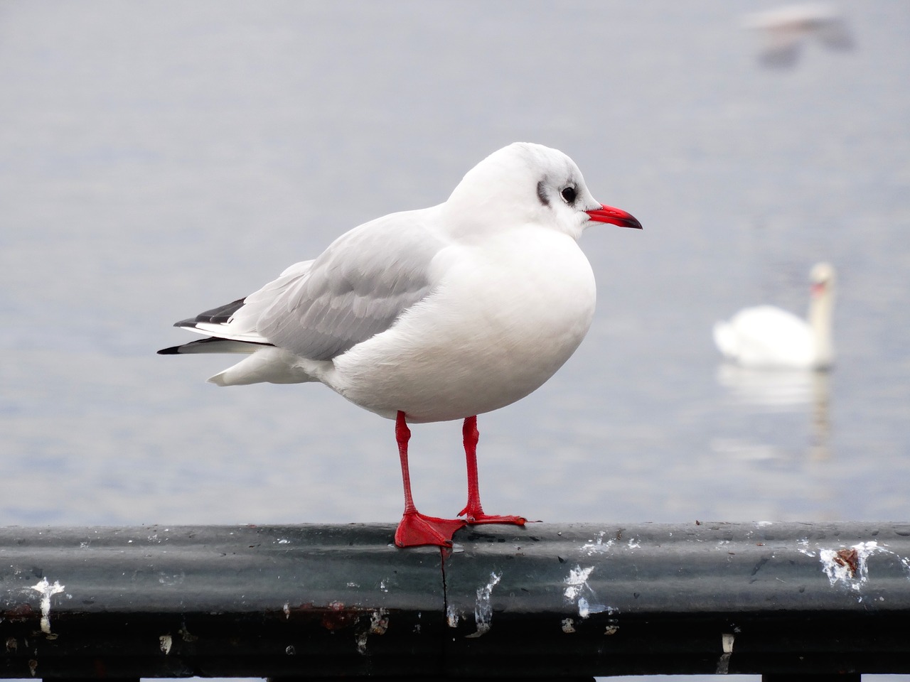 seagull bird close free photo