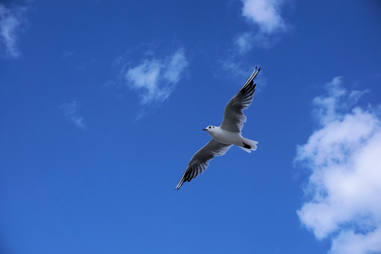 seagull baltic sea sea free photo