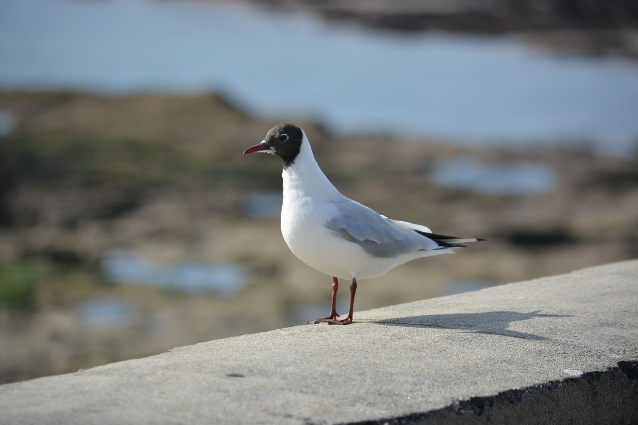 seagull black-headed gull fauna free photo