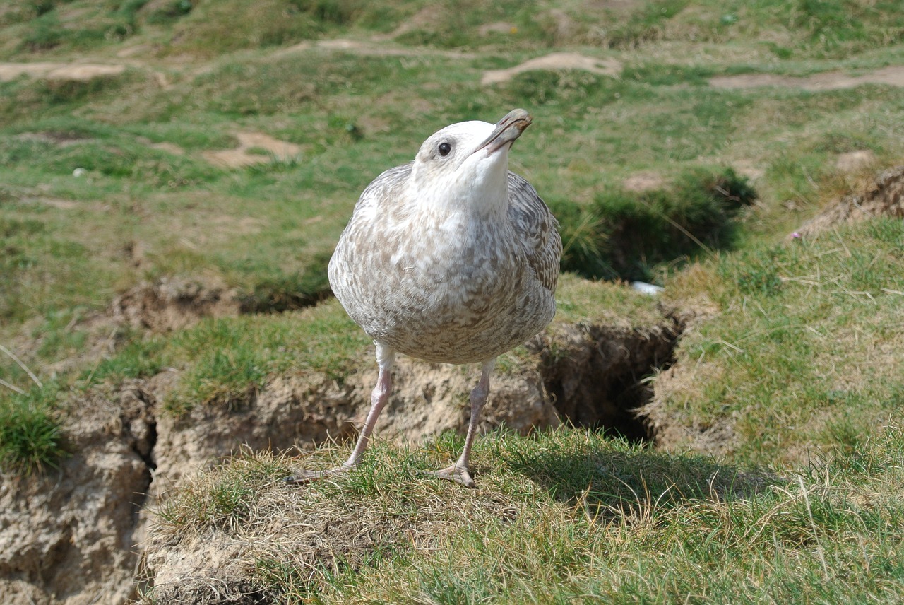 seagull young inquisitive free photo