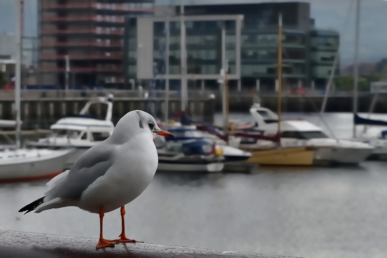 seagull haven port of belfast free photo