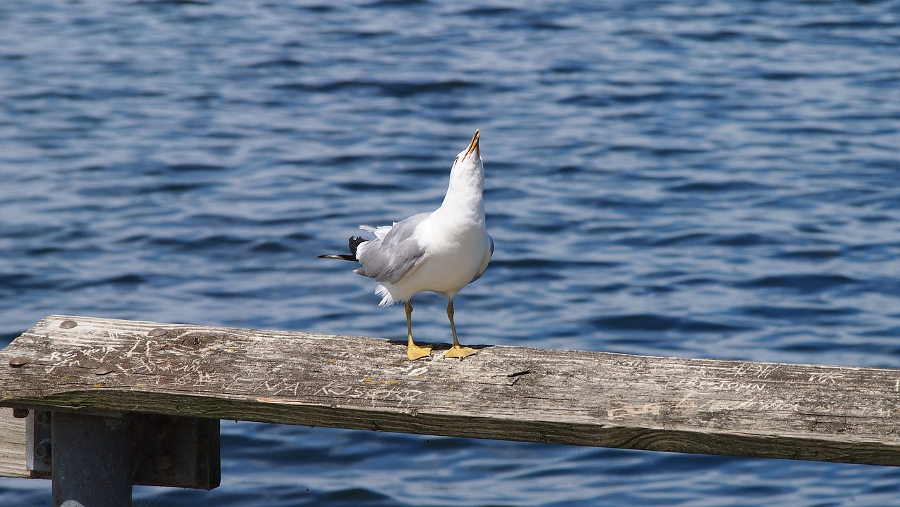 seagull sea water free photo