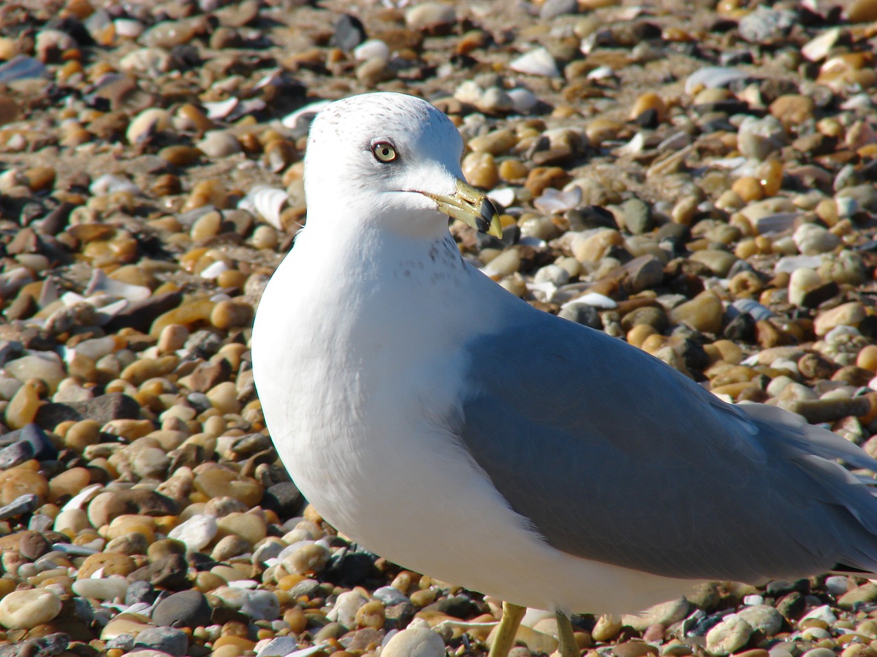 seagull proud pebbles free photo