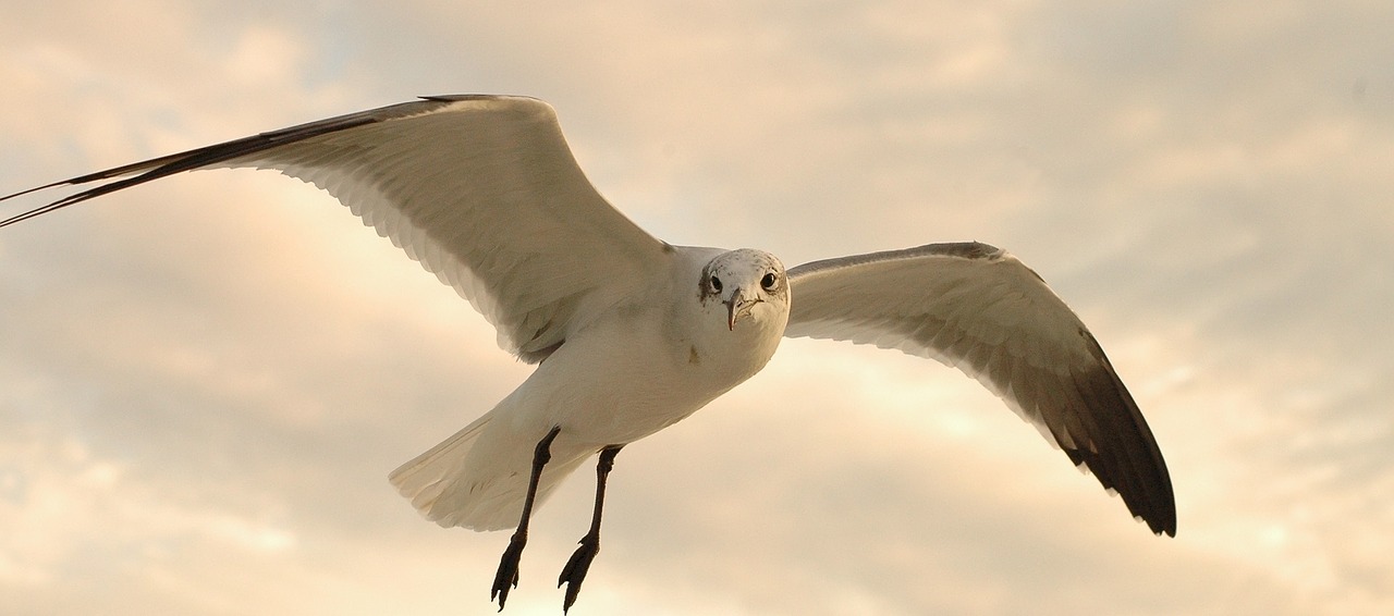 seagull flying in flight free photo