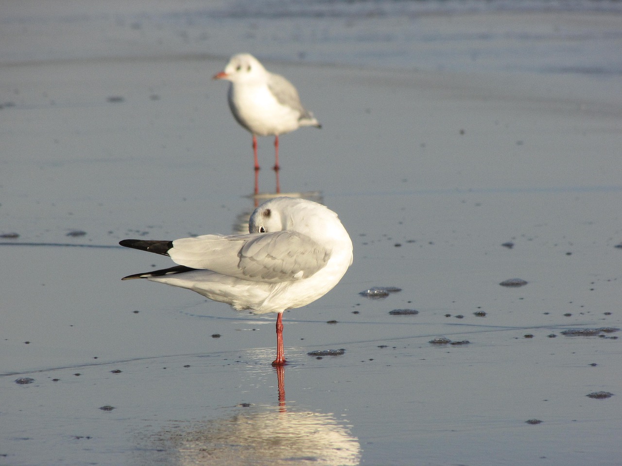 seagull mirroring water free photo