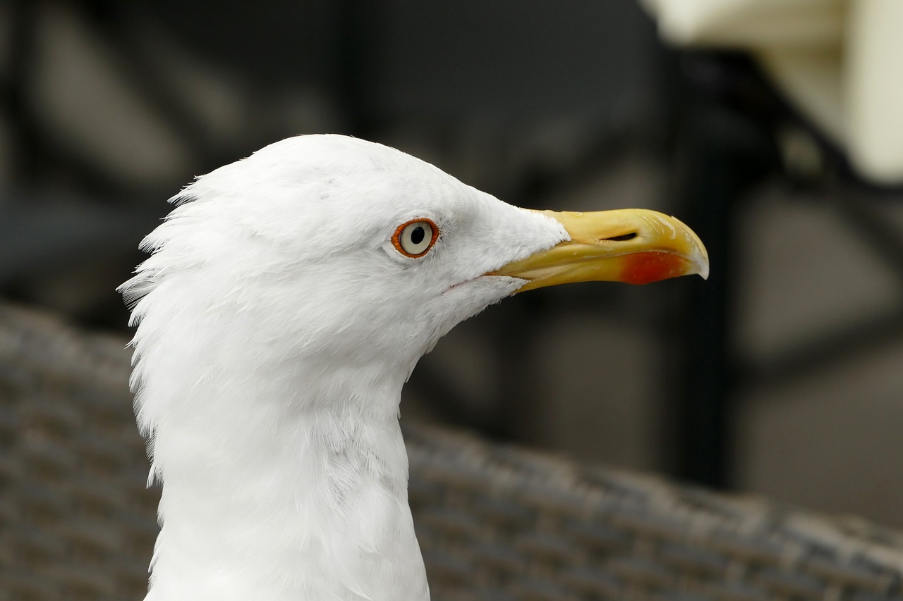 seagull head close free photo