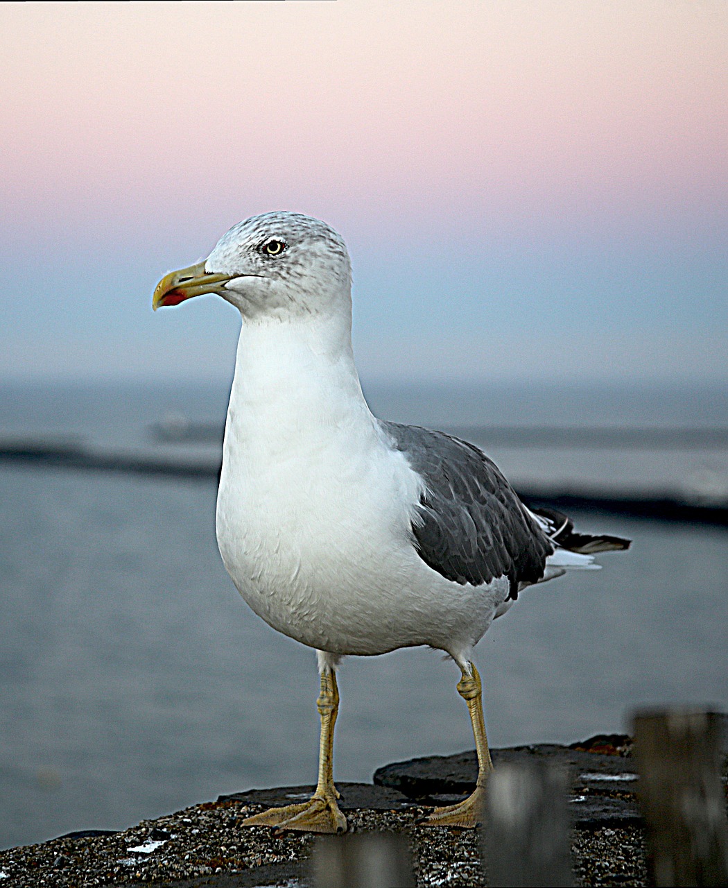seagull sea ​​bird bird free photo