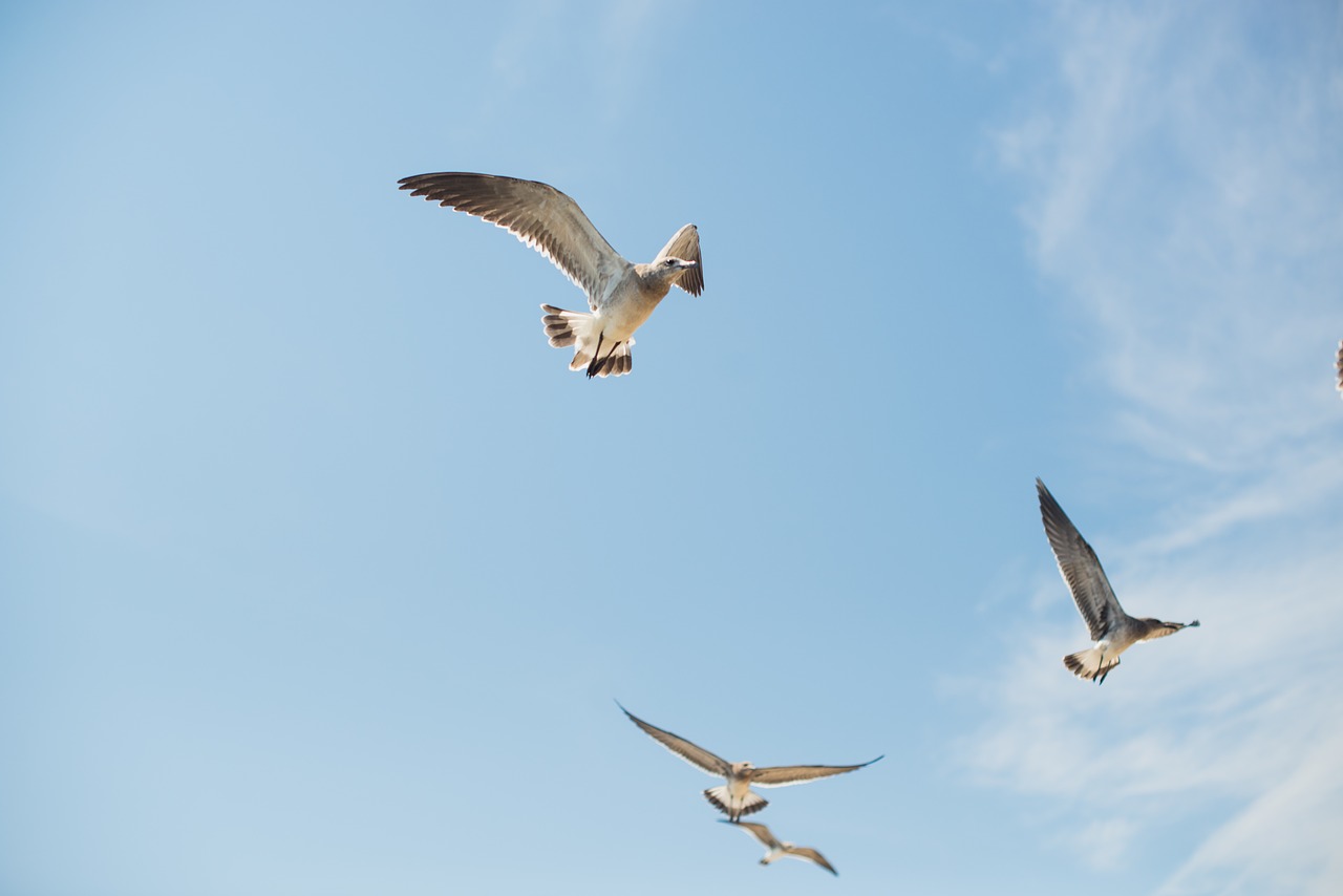 seagull ocean beach free photo