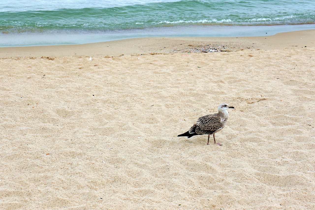 seagull bird sea free photo