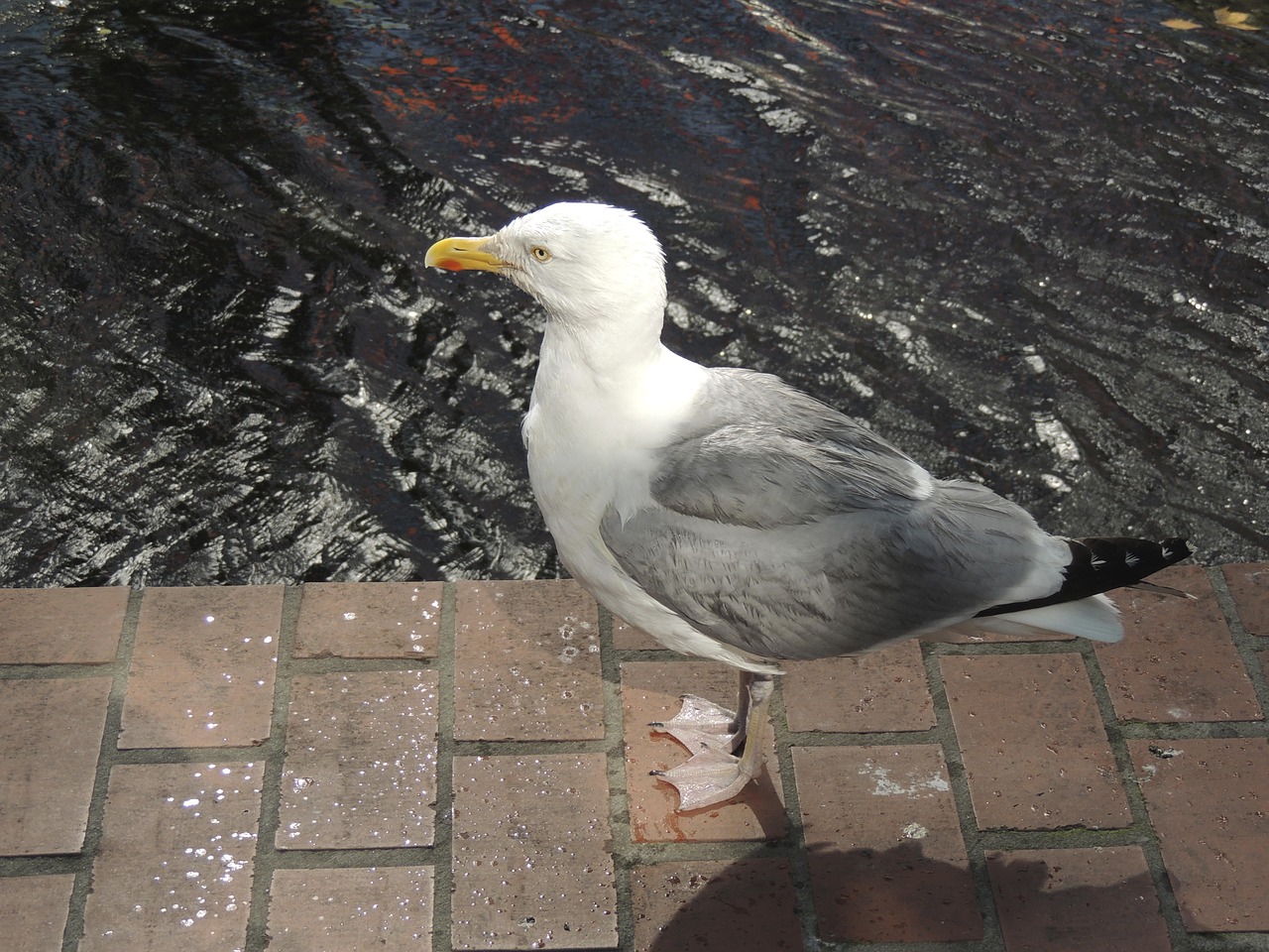 seagull bird sea free photo