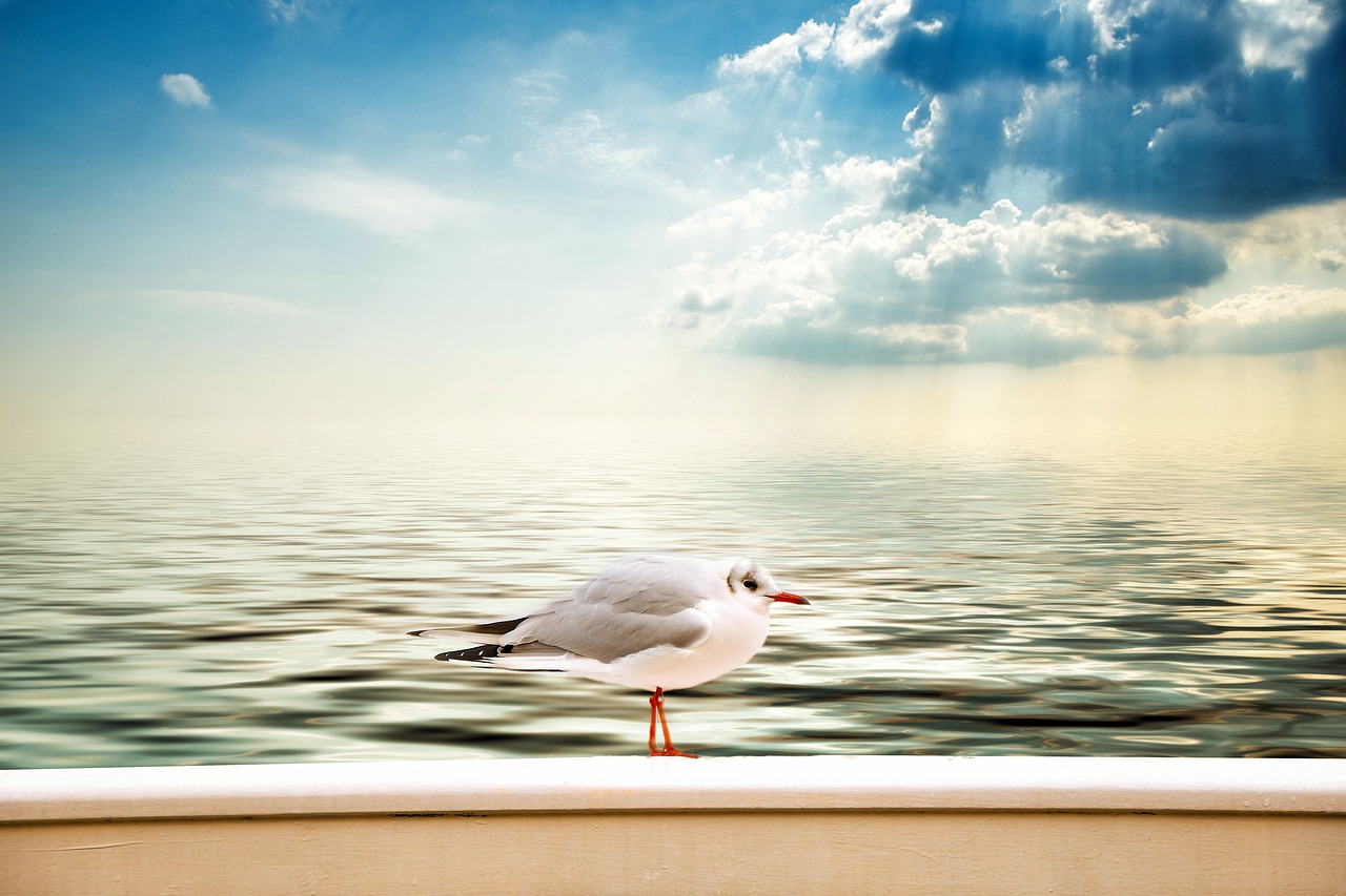 seagull clouds sea free photo